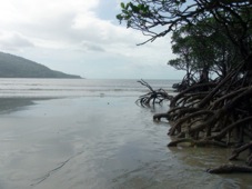Cairns Cape Tribulation